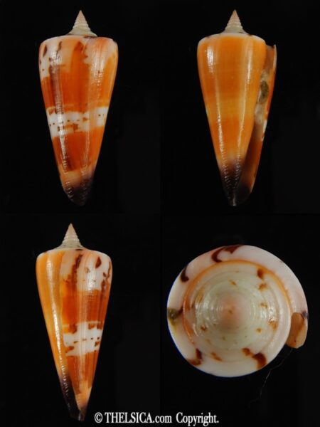 Strategoconus krabiensis 45.94 mm Gem-0