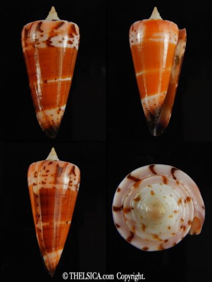 Strategoconus krabiensis 46.70 mm Gem-0