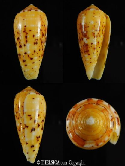 Pionoconus floccatus magdalenae 51.55 mm Gem-0