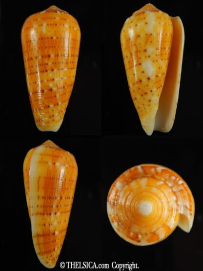 Pionoconus floccatus magdalenae 53.23 mm Gem-0