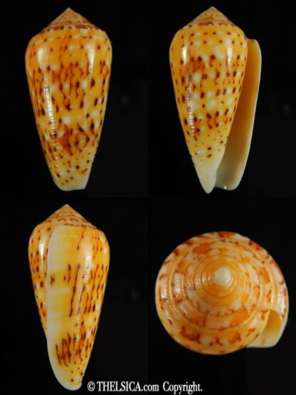 Pionoconus floccatus magdalenae 55.14 mm Gem-0