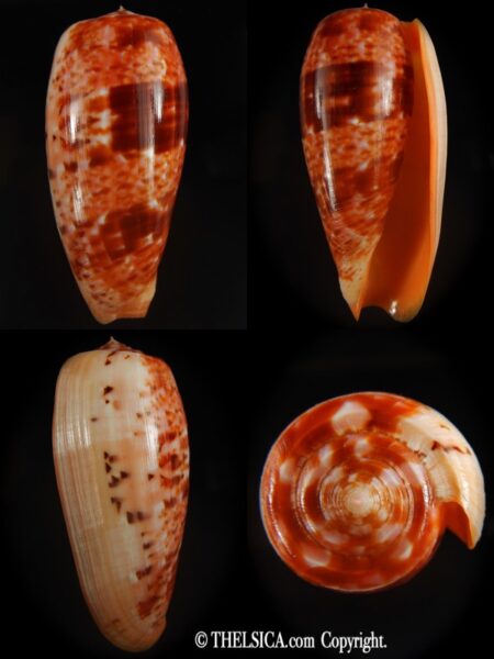Textilia bullatus bullatus Fantastic pattern... 75.82 mm Gem-0