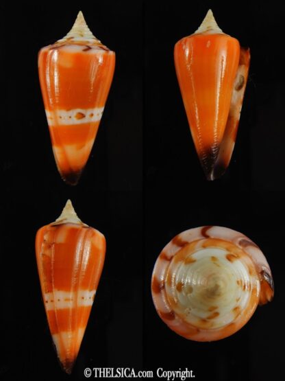 Strategoconus krabiensis 46.27 mm Gem-0