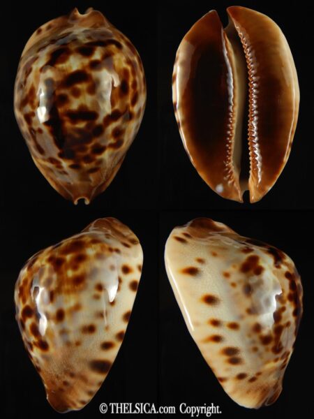 Zoila jeaniana jeaniana 59.34 mm Gem-0