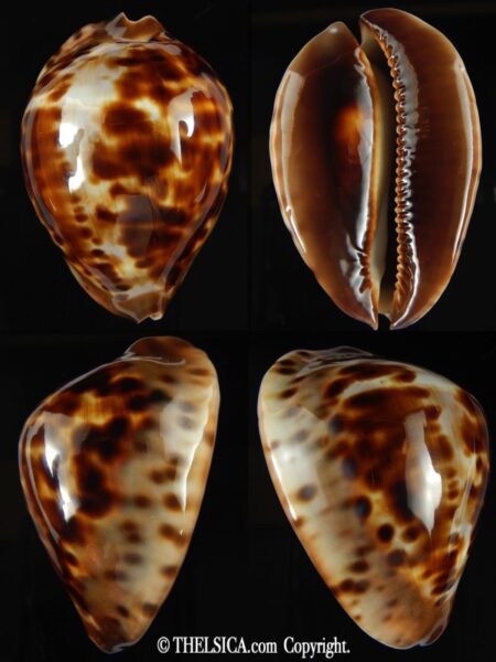 Zoila jeaniana jeaniana 65.91 mm Gem -0