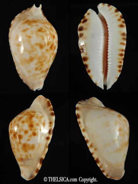Zoila marginata consueta 56.17 mm F+++/Gem-0