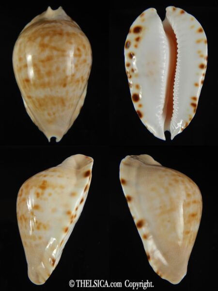 Zoila marginata marginata 56.40 mm Gem (-)-0