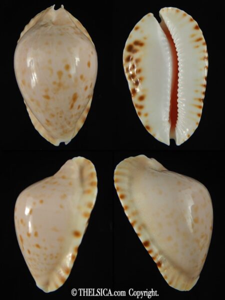 Zoila marginata marginata 50.87 mm F+++/Gem-0