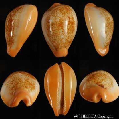 Austrasiatica langfordi cavatoensis 43,30 mm Gem-0