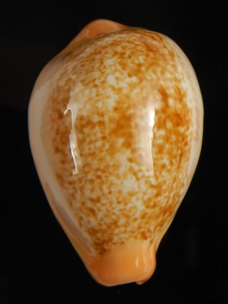 Austrasiatica langfordi cavatoensis 43,30 mm Gem-65482