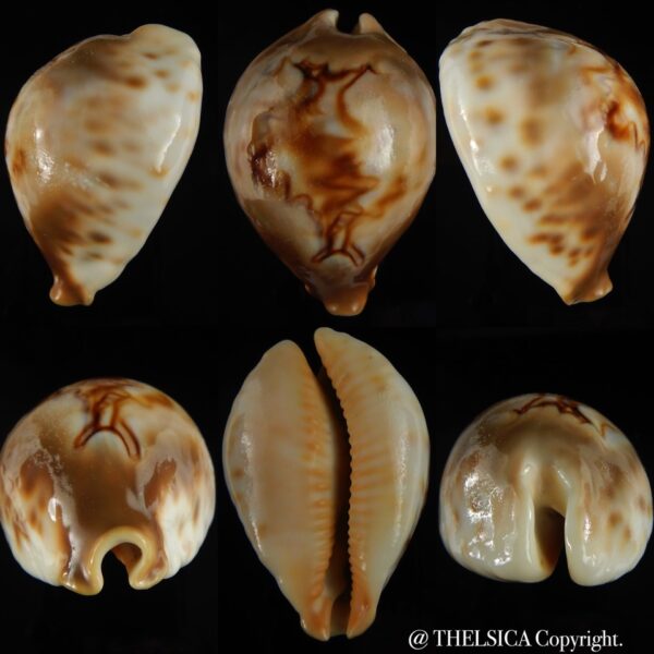 Barycypraea fultoni amorimi massieri .GIANT ... 76 mm Gem -0