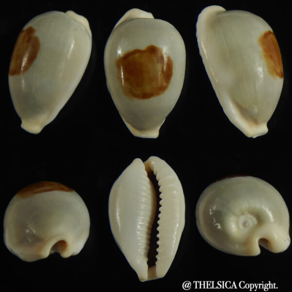 Bistolida brevidentata brevidentata 24.6 mm F++-0