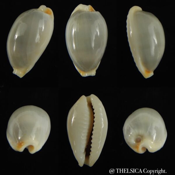 Bistolida brevidentata fluctuans ... Blotchless ... 18.98 mm Gem -0