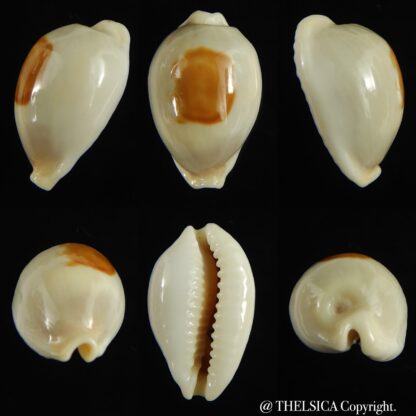 Talostolida brevidentata fluctuans 20,30 mm Gem-0