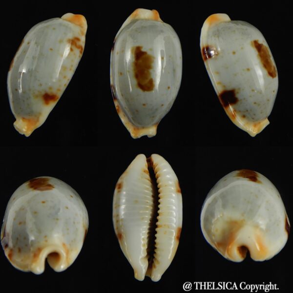 Bistolida diauges salaryensis 27.02 mm Gem-0