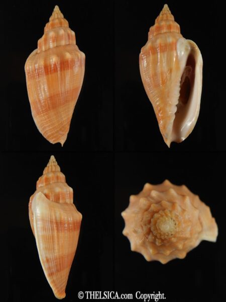 Callipara (Simililyria) aikeni aikeni 61.96 mm Gem -0