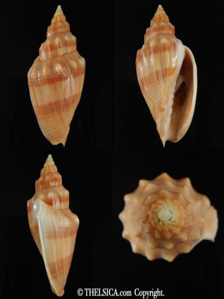 Callipara (Simililyria) aikeni aikeni 64.19 mm Gem-0