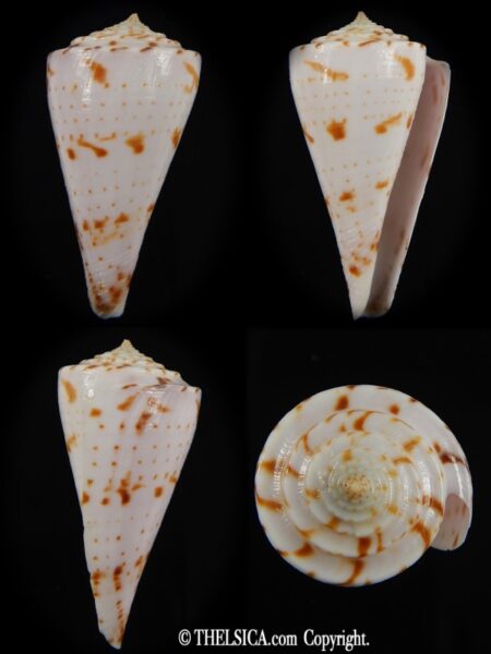 Conasprella (Dalliconus) ione 51.89 mm Gem-0