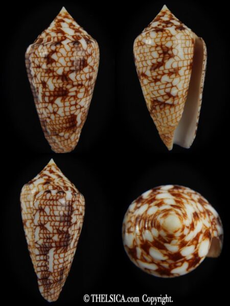 Conasprella (Ximeniconus) lucida 45.86 mm F+++/Gem-0