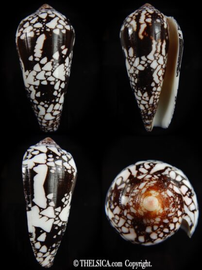 Conus ngocngai 86.51 mm Gem-0