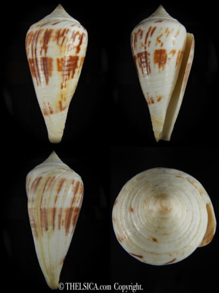 Conus pergrandis 124.86 mm Gem-0