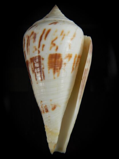 Conus pergrandis 124.86 mm Gem-65489
