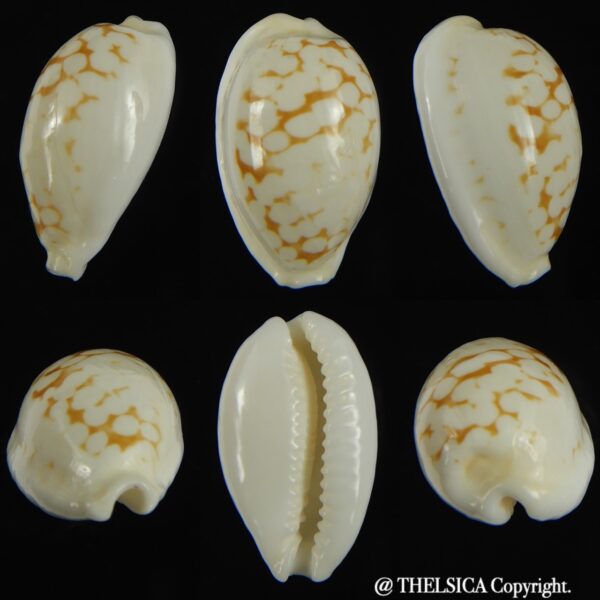 Cribrarula cribraria melwardi ...24.31 mm Gem-0