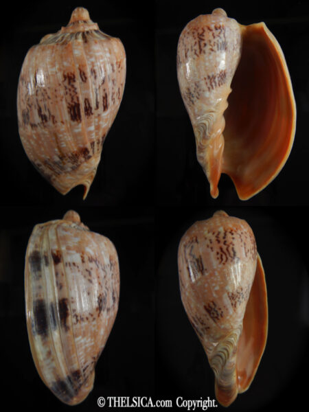 Cymbiola hughmorrisoni 96.80 mm Gem -0
