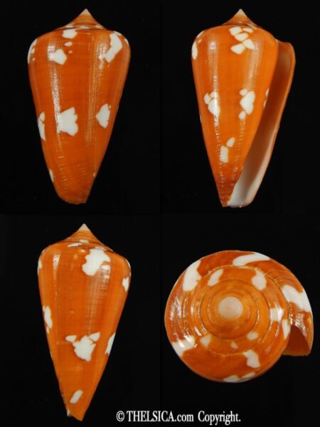 Darioconus crocatus thailandis 49.71 mm Gem-0