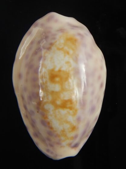 Ovatipsa chinensis sydneyensis 33.46 mm Gem-65589