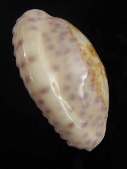 Ovatipsa chinensis sydneyensis 33.46 mm Gem-65595