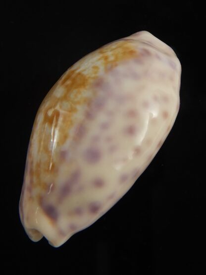 Ovatipsa chinensis sydneyensis 33.46 mm Gem-65592