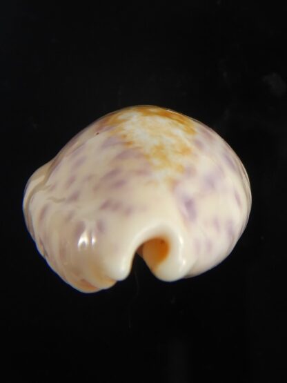 Ovatipsa chinensis sydneyensis 33.46 mm Gem-65591