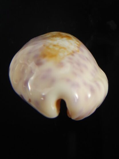 Ovatipsa chinensis sydneyensis 33.46 mm Gem-65594