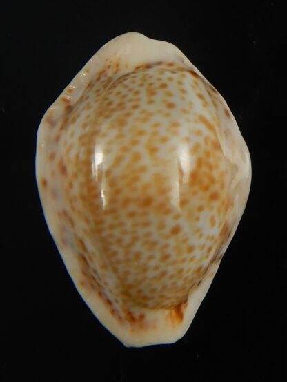 Naria spurca sanctaehelenae 24.76 mm Gem-65575