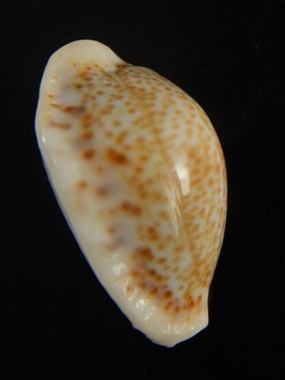 Naria spurca sanctaehelenae 24.76 mm Gem-65577