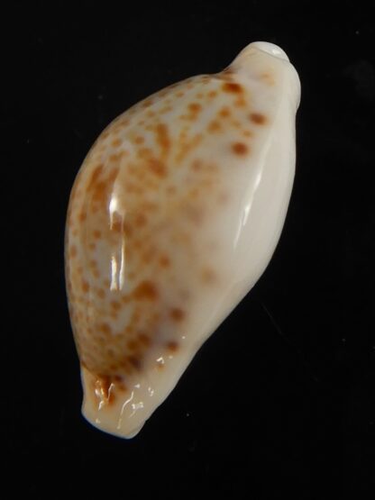 Naria spurca sanctaehelenae 24.76 mm Gem-65580