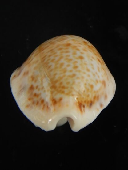 Naria spurca sanctaehelenae 24.76 mm Gem-65581