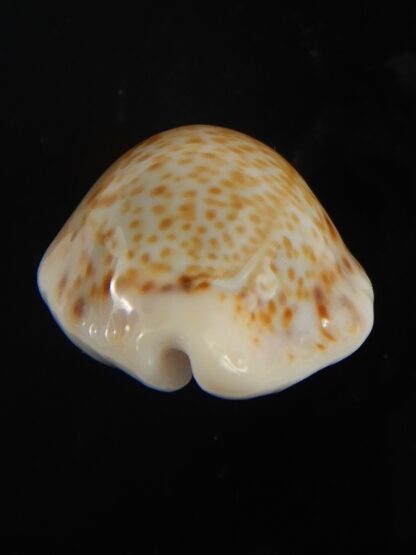 Naria spurca sanctaehelenae 24.76 mm Gem-65579