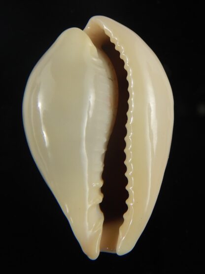 Erronea subviridis vaticina 37.74 mm Gem-65566