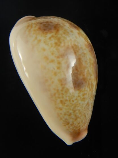 Erronea subviridis vaticina 37.74 mm Gem-65565