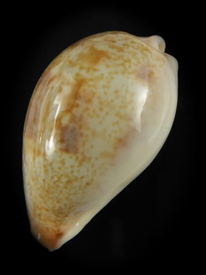 Erronea subviridis vaticina 37.74 mm Gem-65567