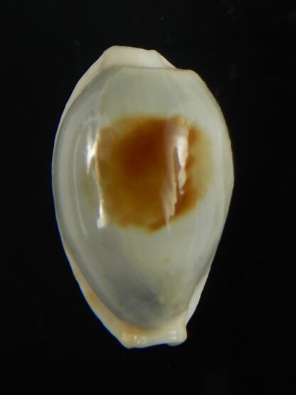 Talostolida brevidentata fluctuans 20,79 mm F+++/Gem-65872