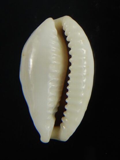 Talostolida brevidentata fluctuans 20,79 mm F+++/Gem-65870