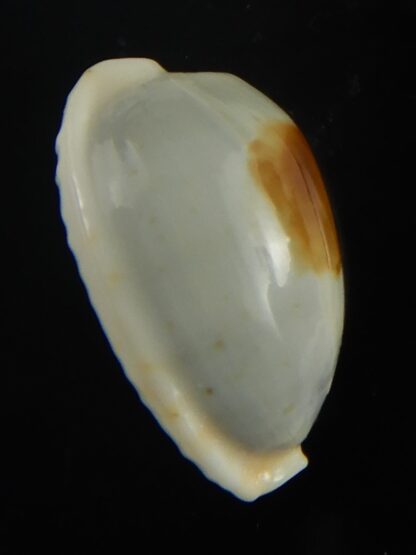 Talostolida brevidentata fluctuans 20,79 mm F+++/Gem-65873