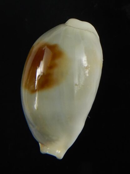 Talostolida brevidentata fluctuans 20,79 mm F+++/Gem-65875