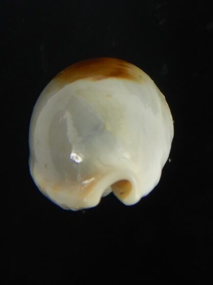 Talostolida brevidentata fluctuans 20,79 mm F+++/Gem-65876