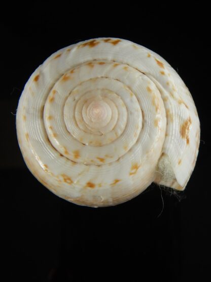 Floraconus anemone peronianus 82.06 mm F+++:Gem -65505