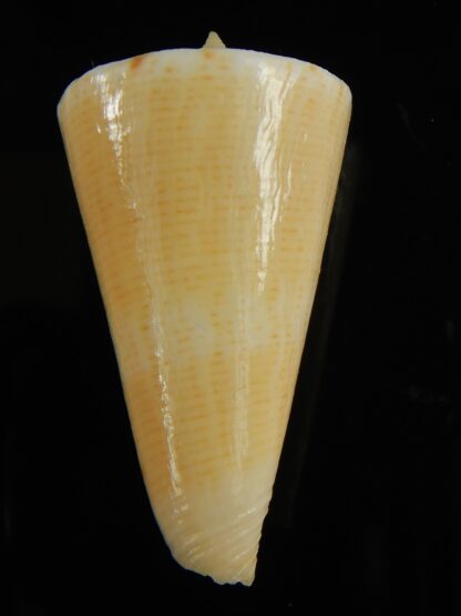 Splinoconus nielsenae ... Giant... 49.25 mm F+++:Gem -65532