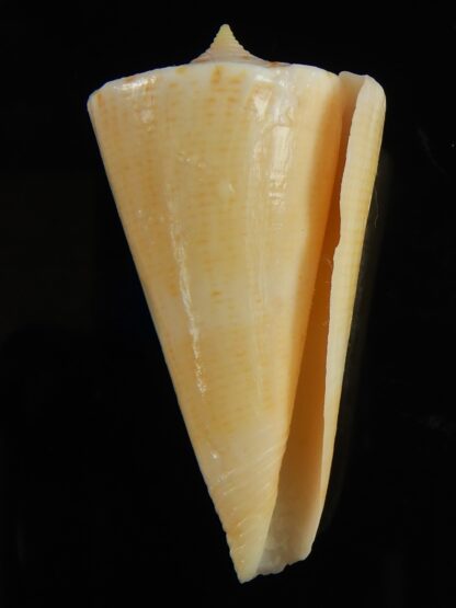Splinoconus nielsenae ... Giant... 49.25 mm F+++:Gem -65536